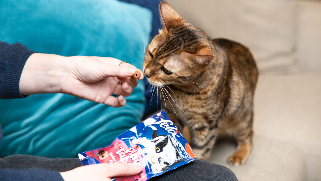 My cat just deals ate chocolate